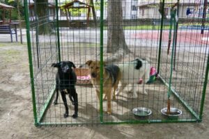 targ_adoptii